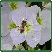 Pale Evening Primrose with Pollinating Bee
