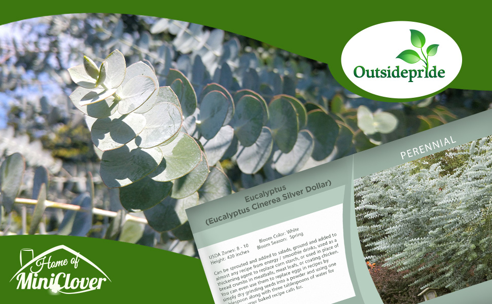 Eucalyptus Silver Dollar Tree