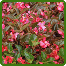 Vibrant, Long-Lasting Blooms of Megawatt Begonia