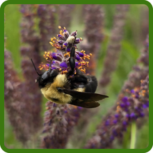 Leadplant Pollinator-Friendly Blooms