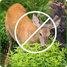 Deer Proof Papaver Rhoeas Shirely Poppy