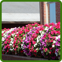 Low Growing Impatiens Xtreme Flowers