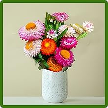 Helichrysum Paper Daisies Cut Flowers