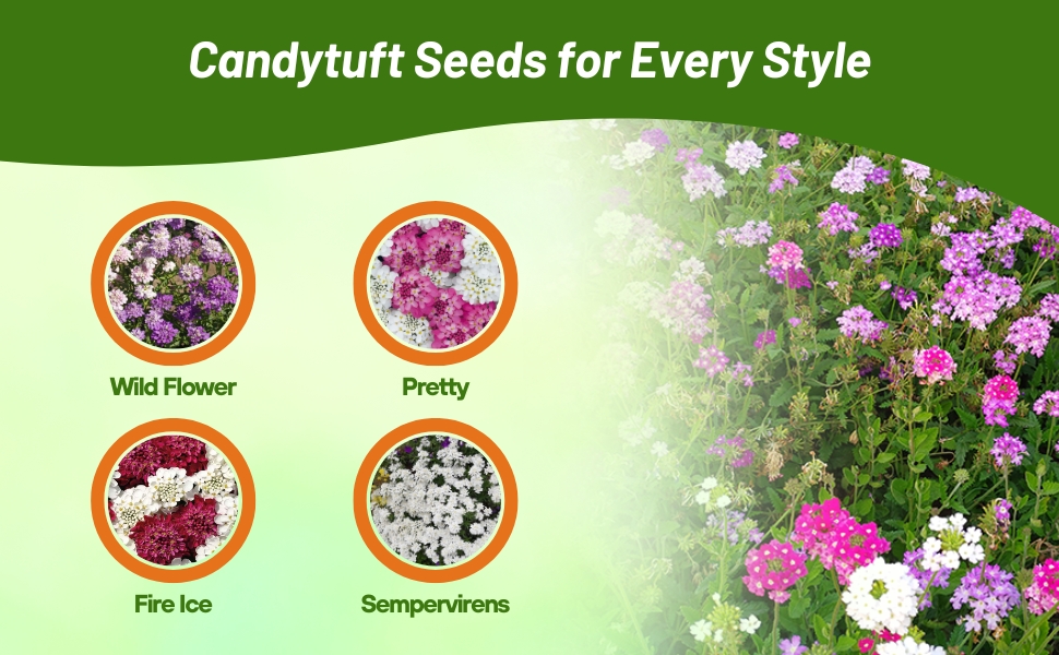Different Varieties of Candytuft Wildflowers