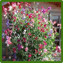 Climbing Sweet Pea Mixtures