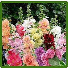 Double Flowering Hollyhock Diverse Colors