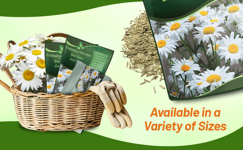 Chrysanthemum Shasta Daisy Bulk Seed For Planting