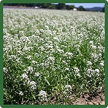Low Growing Sweet Alyssum Ground Cover