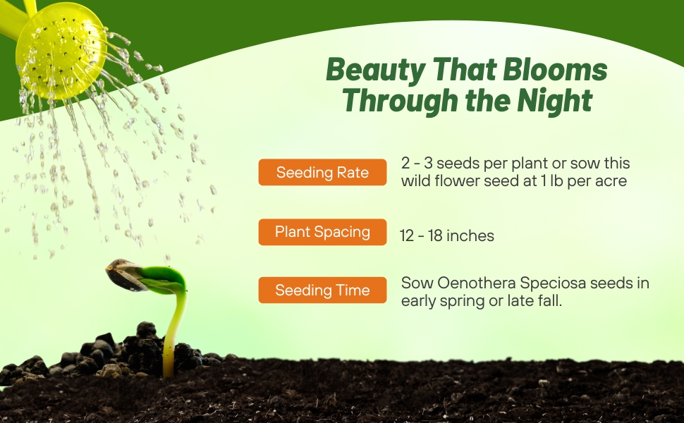 Planting Directions For Showy Evening Primrose Wildflower Seeds