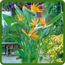 Heat and Drought Tolerant Bird of Paradise