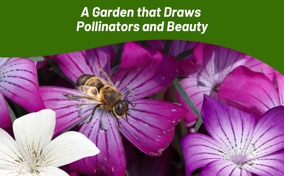 Pollinating Bee on Agrostemma Bloom