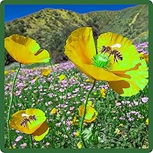 Golden West California Poppy Pollinating Flowers