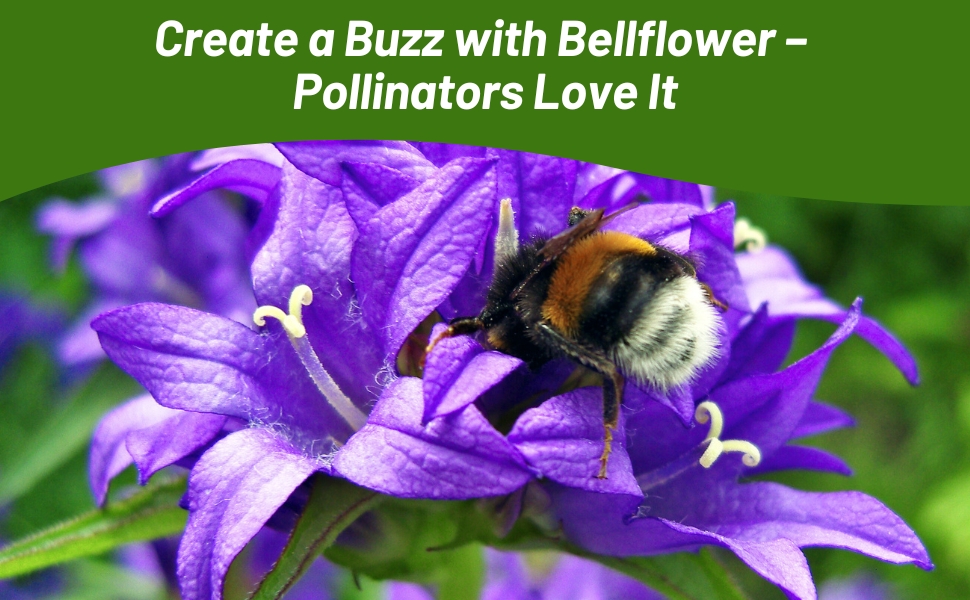 Pollinating Bee on Clustered Bellflower Flower