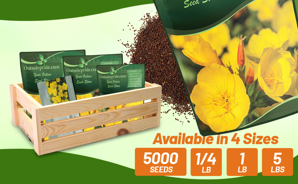 Oenothera Evening Primrose Seed Packet & Bulk Bags For Planting