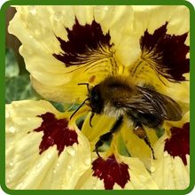 Nasurtiums Attracts Beneficial Pollinators