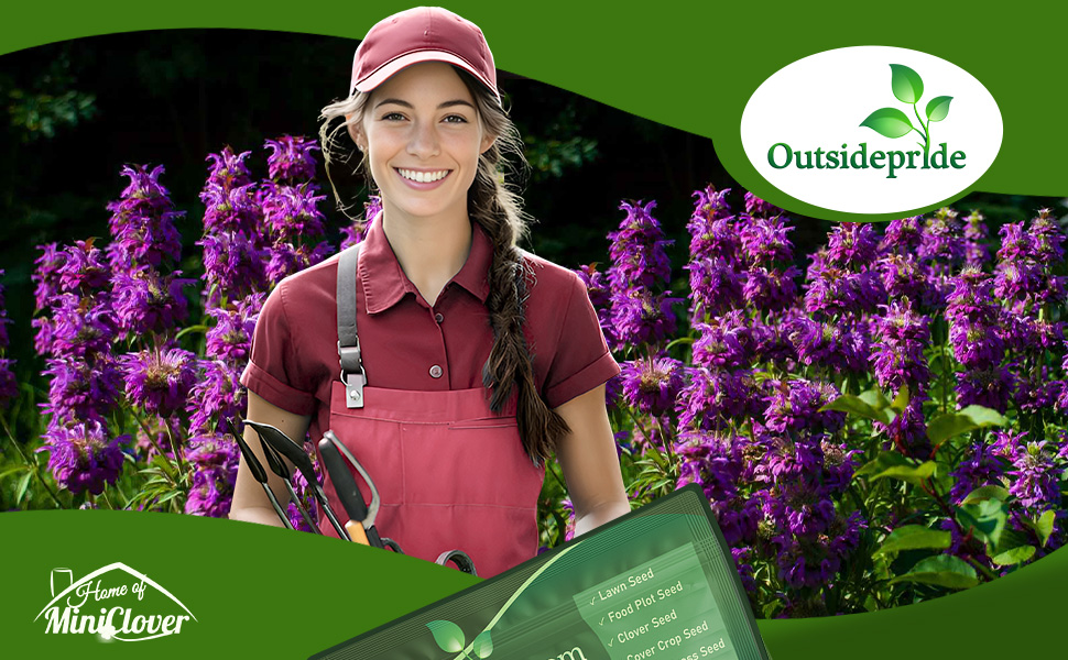 Monarda Lemon Bee Balm Purple Flowering Herb Garden