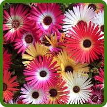 Low Growing Ice Plant Ground Cover