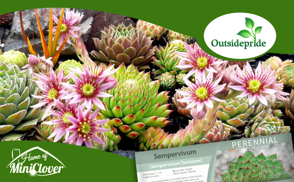 Sempervivum Hens & Chicks Succulent Plants