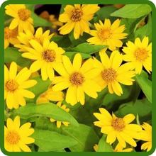 Low Growing Melampodium Derby Ground Cover