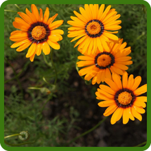 Orange-like Daisy Flowers Ursinia