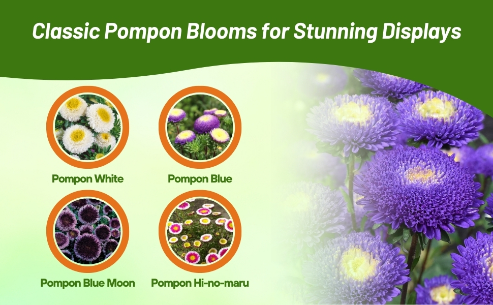 Varietes of Callistephus Tall Pompon Aster From Flower Seeds