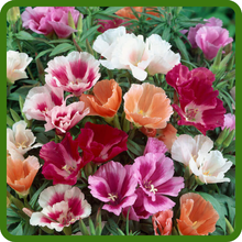 Godetia Diverse Mix of Flowers