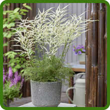 Aruncus Goat's Beard Suitable as Cut Flower