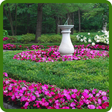 New Guinea Impatiens Landscaping Flowers