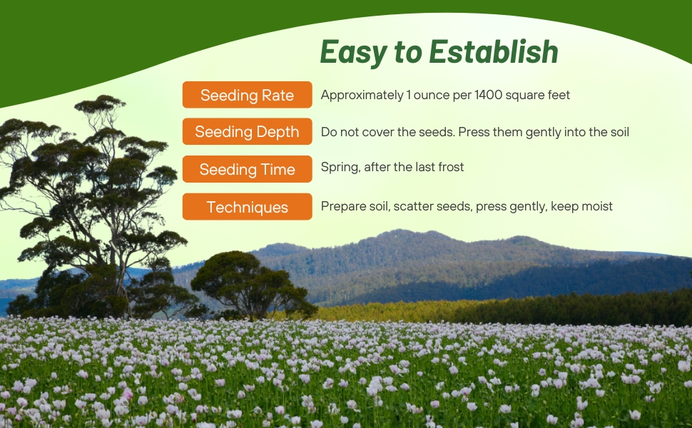 Planting Directions For Pale Evening Primrose Flower Seeds