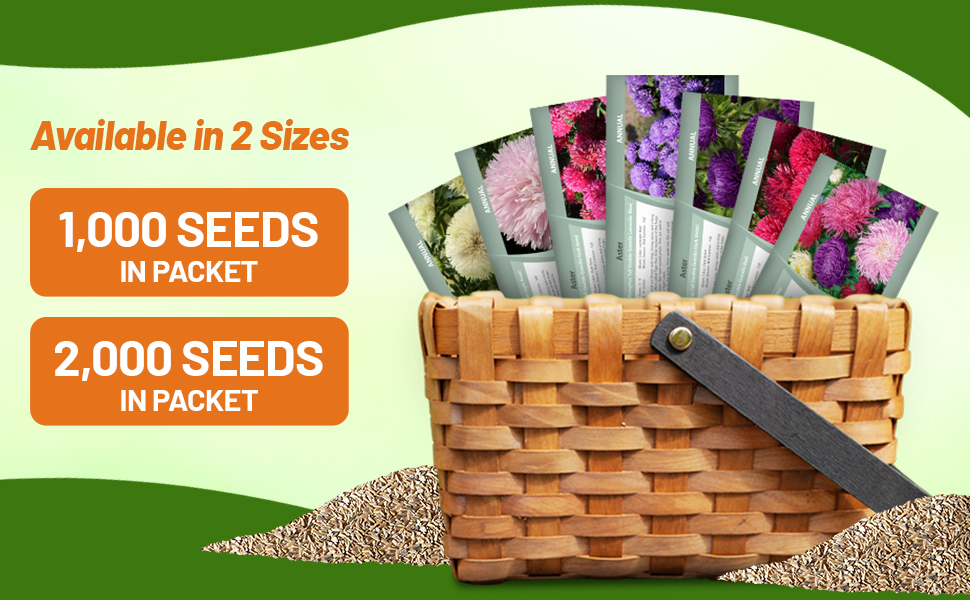 Callistephus Tall Double Gremlin Aster Flower Seed Packets For Planting