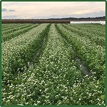 Buckwheat High Germination Rapid Growth