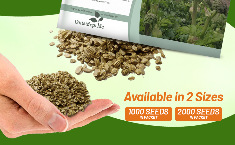 Angelica Seed Packets For Sale