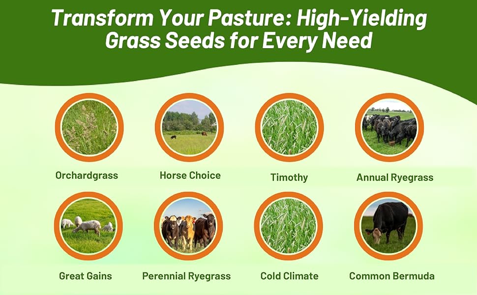 High Yielding Forage Grass Seeds From Outsidepride