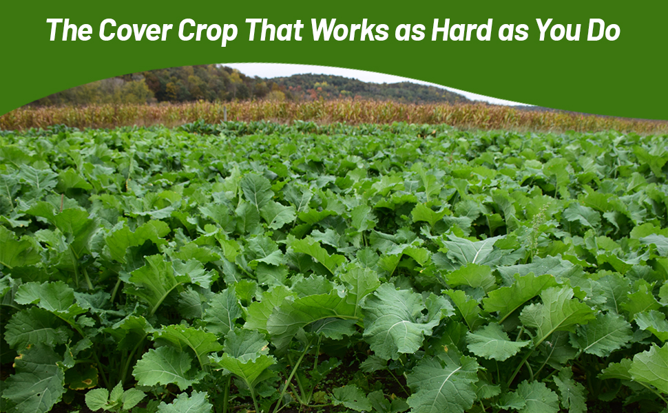 Cold Hardy & Drought Tolerant Forage Kale Cover Crop