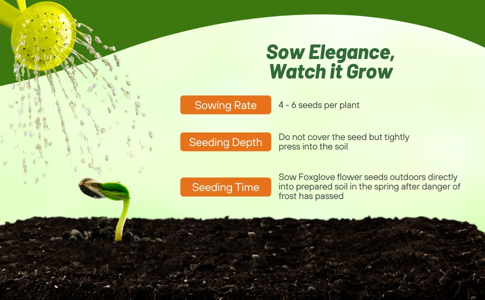 Foxglove Foxy Sowing Rate & Planting Time
