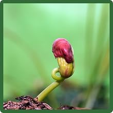 Sprout of Dryland Wildflowers