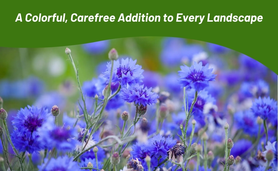 Blue Dwarf Cornflower From Flower Seeds