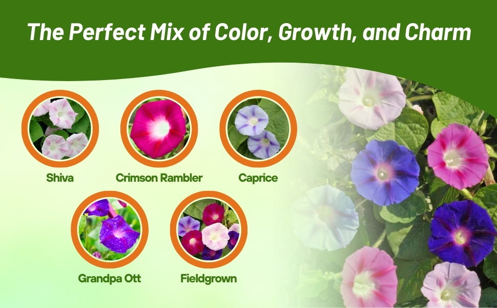 Varieties of Ipomoea Purpurea Morning Glory Seeds
