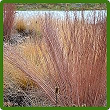 Carex Foliage Has Year Round Interest