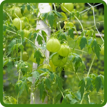 Balloon Vine Plants Lightweight Foliage