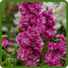 Richly Scented & Fragrant Stock Flowers