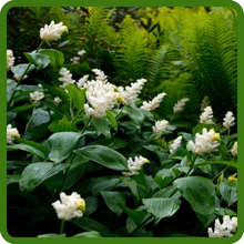 Spikenard Lush Green Foliage Plant