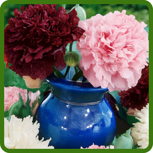 Peony Poppy Cut Flowers