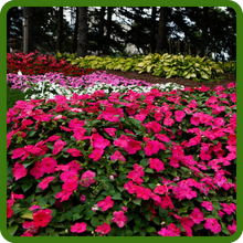 Fast Germinating New Guinea Impatiens From Flower Seeds