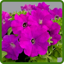 Compact, Spreading Petunia Multiflora Flowers