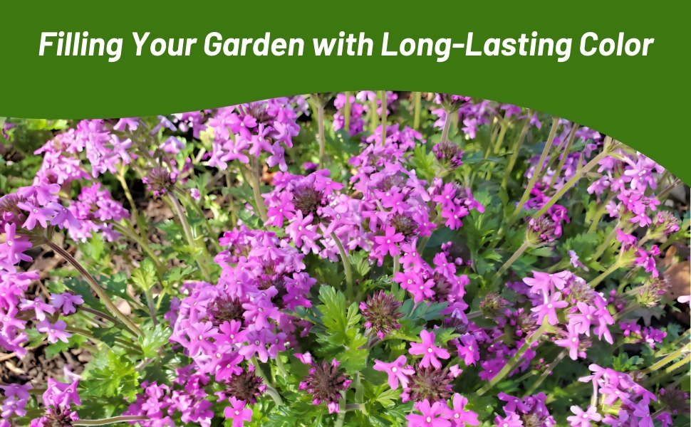 Long Lasting Color From Vervain Blooms