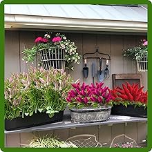 Celosia Container P lants From Flower Seeds