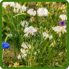 White Dwarf Cornflower Bachelor Button