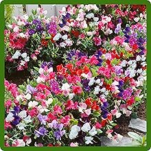 Annual Royal Sweet Peas Flower Garden