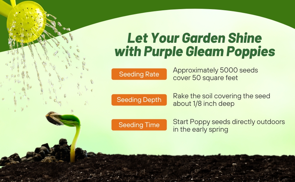 Seeding Rate & Planting Time For Purple Gleam California Poppy